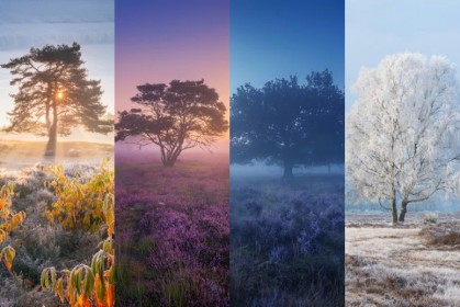 Hình ảnh cây thạch nam Hà Lan qua các mùa