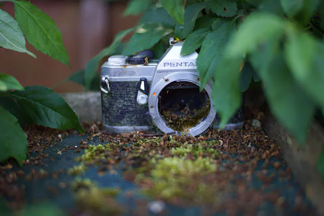 meike 50mm f17 sample