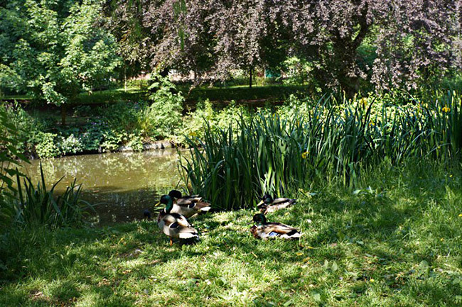 meike 50mm f17 sample