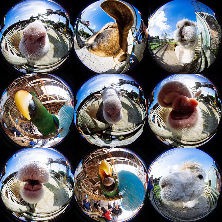 venus optics lens 4mm demo