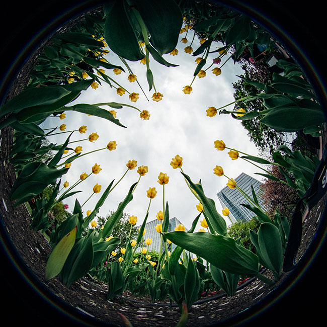 venus optics lens 4mm sample 7