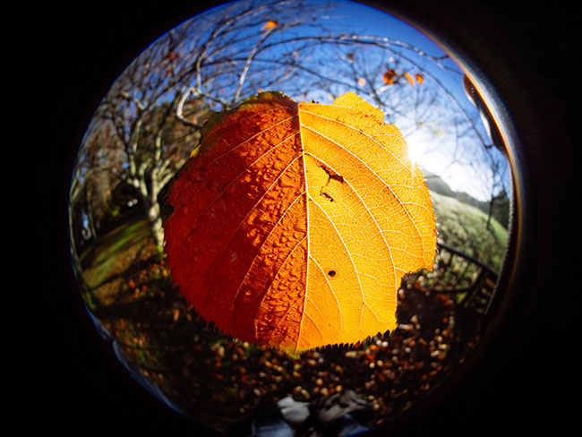 venus optics lens 4mm sample 8